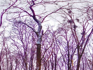 parco invernale hdr CG Textures