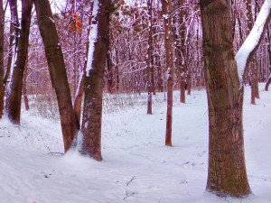 winter park hdr 3D 模型