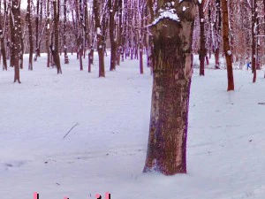 parco invernale hdr CG Textures