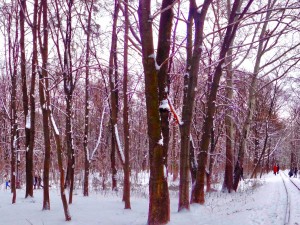 winter park hdr 3D 模型