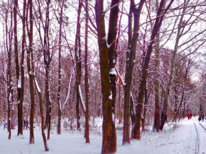 parco invernale hdr CG Textures