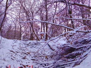 winter park hdr 3D Model