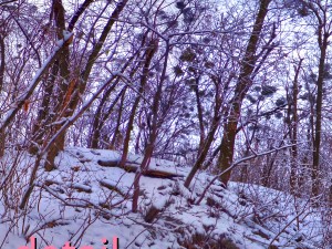winter park hdr 3D Модель