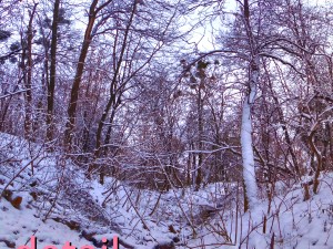 winter park hdr 3D Модель