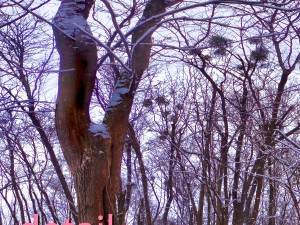 winter park hdr 3D Модель