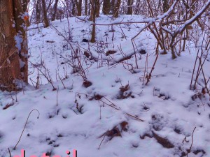 winter park hdr 3D Модель