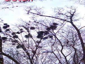 park hdr 3d j u i k hy 3D मॉडल