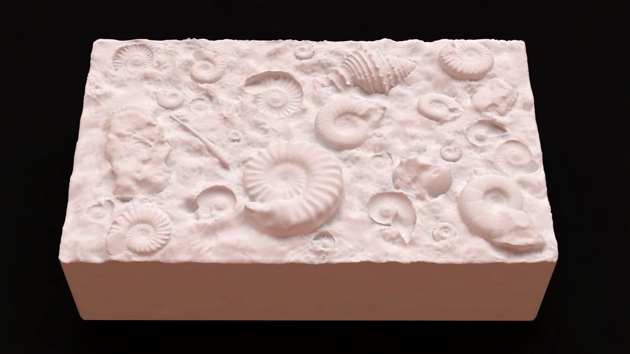 Fossil Shells Mould 3D Print Model .c4d .max .obj .3ds .fbx .stl .blend 