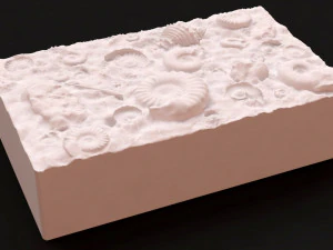 Fossil Shells Mould 3D Print Model