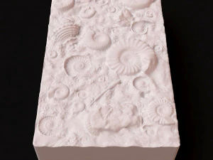 Fossil Shells Mould 3D Print Model
