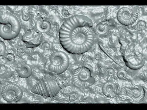 Fossil Shells Mould 3D Print Model