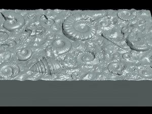 Fossil Shells Mould 3D Print Model