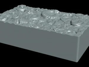 Fossil Shells Mould 3D Print Model