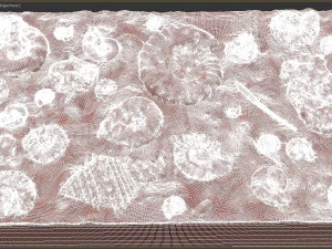 Fossil Shells Mould 3D Print Model