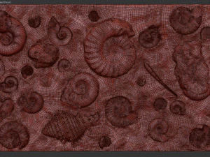 Fossil Shells Mould 3D Print Model