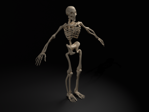 Skeleton Modello 3D