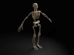 Skeleton 3D Model