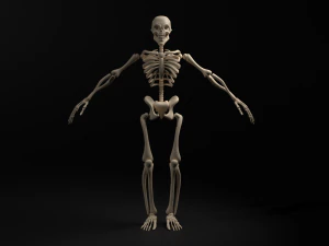 Skeleton 3D Model
