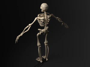 Skeleton 3D Model