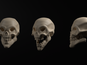 Skeleton Modello 3D