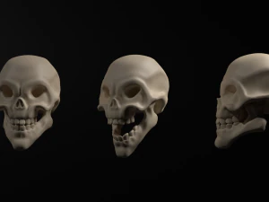 Skeleton 3D Model