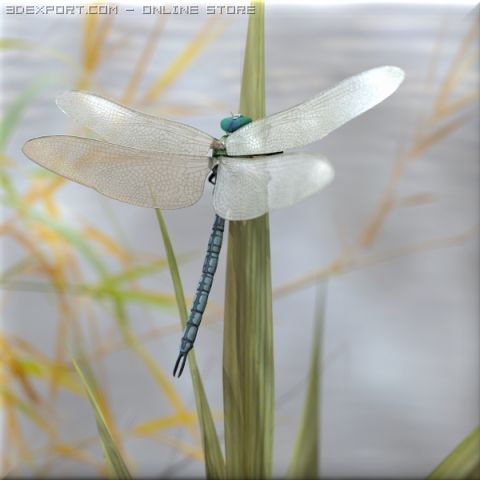 anax imperator dragonfly 3D Model .c4d .max .obj .3ds .fbx .stl .blend 