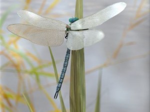 anax imperator dragonfly Modello 3D