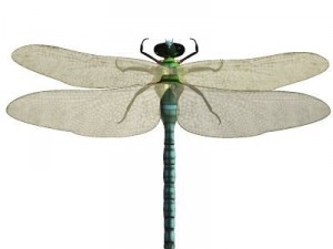 anax imperator dragonfly 3D Model