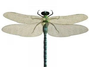 anax imperator dragonfly 3D Model