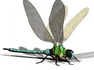 anax imperator dragonfly 3D Model