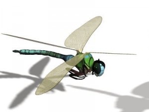anax imperator dragonfly 3D Model