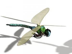 anax imperator dragonfly 3D Model