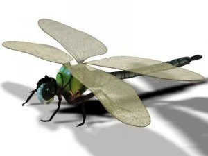 anax imperator dragonfly 3D Model