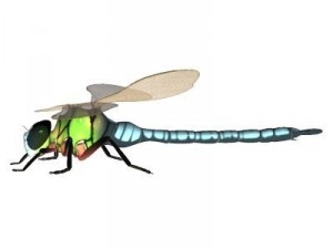 anax imperator dragonfly 3D Model