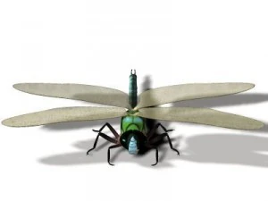 anax imperator dragonfly 3D Model