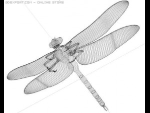 anax imperator dragonfly 3D Model