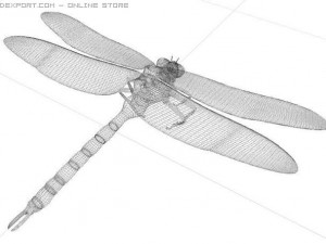 anax imperator dragonfly 3D Model