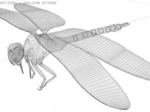 anax imperator dragonfly 3D Model