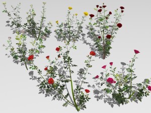 6 rose bushes 3D Model