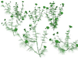 6 rose bushes Modelo 3D
