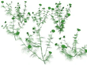 6 rose bushes 3D Model