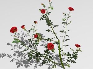 6 rose bushes Modelo 3D