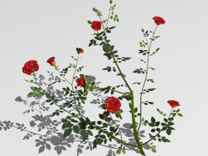 6 rose bushes 3D Model