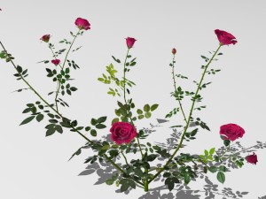 6 rose bushes Modelo 3D