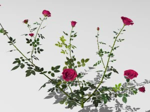 6 rose bushes 3D Model
