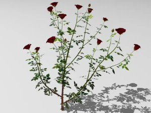 6 rose bushes 3D Model