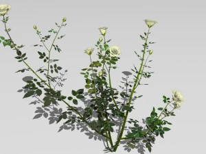 6 rose bushes 3D Model