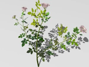 6 rose bushes 3D Model