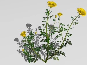 6 rose bushes 3D Model