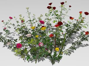 6 rose bushes 3D Model